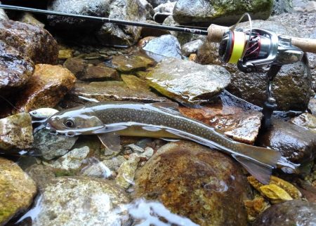 渓流ミノーイング ～九頭竜川水系～